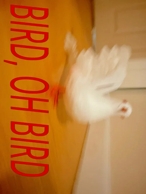 Bird, Oh Bird poster