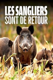 Wild Boar: The Comeback (2020) poster