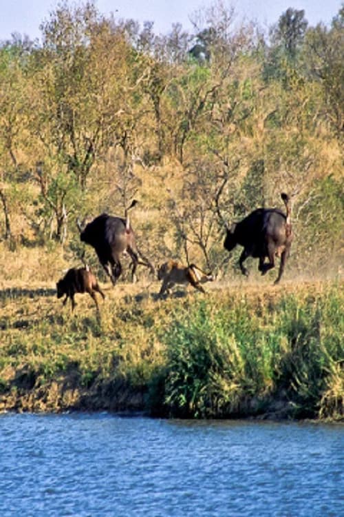 Battle at Kruger poster
