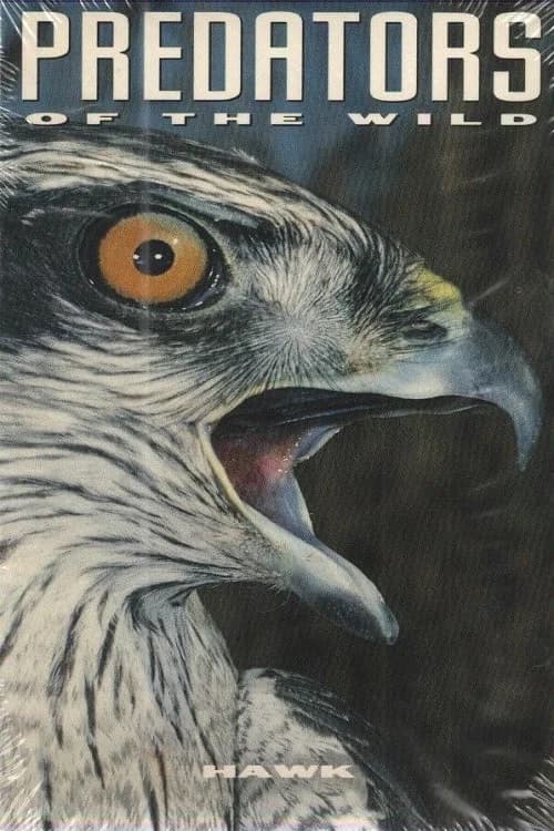 Predators of the Wild: Hawk poster