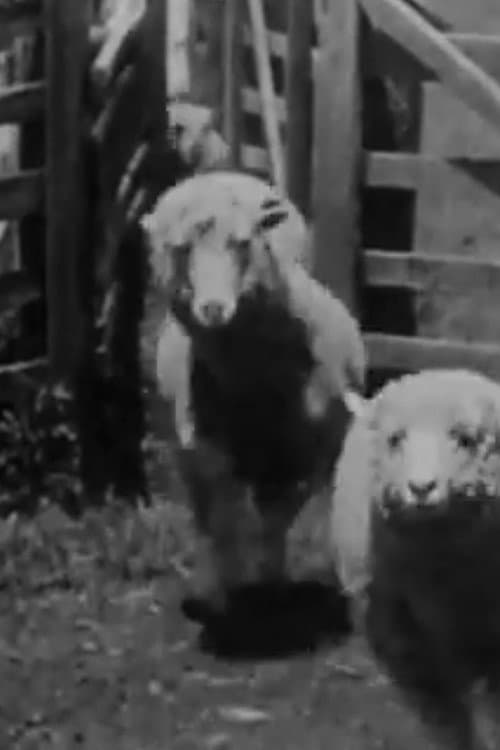 Sheep Coming Through Chute, Humuula Ranch, Hawaii poster