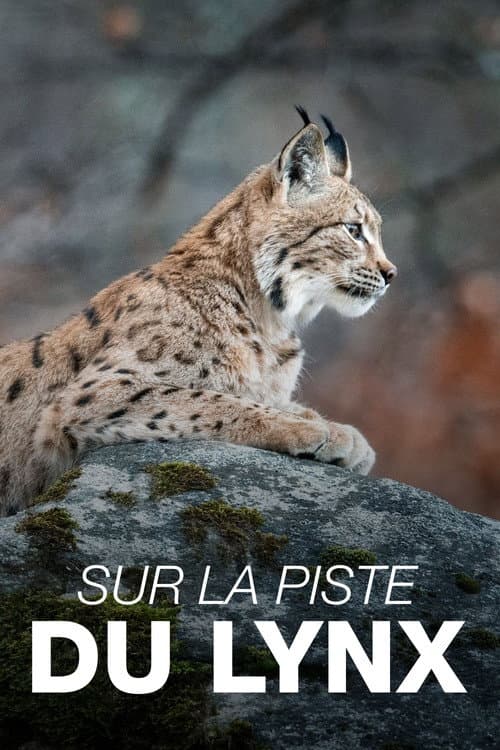 Sur la piste du lynx poster