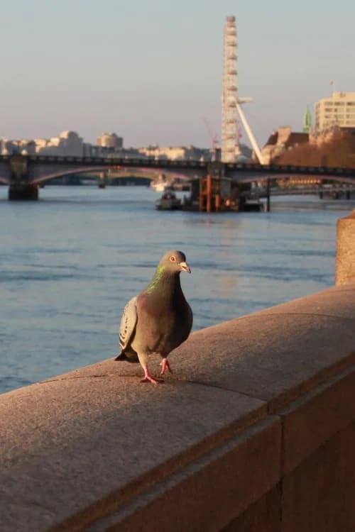 My travels London through my eyes poster