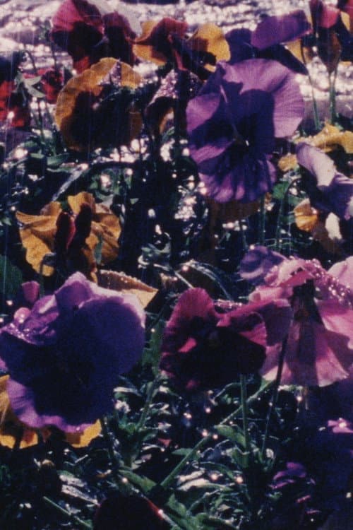 La Jardinera poster