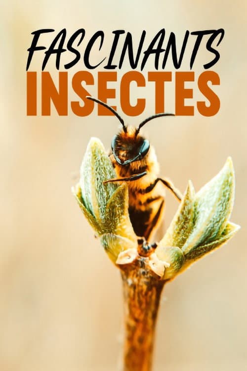 Fascinants insectes (2017) poster