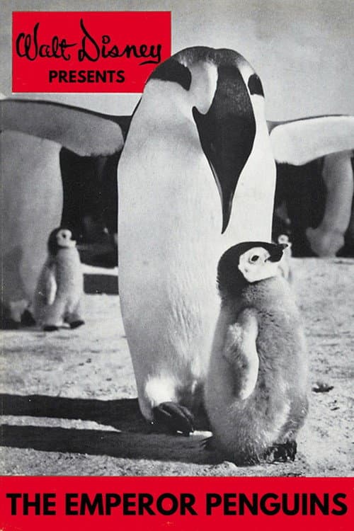 Emperor Penguins (1955) poster