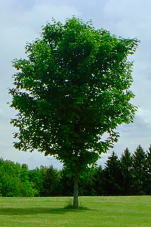 Tree poster