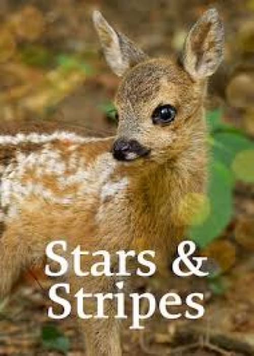 Stars and Stripes poster