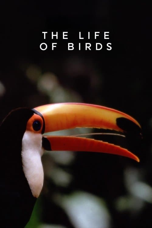 The Life of Birds (1998) poster