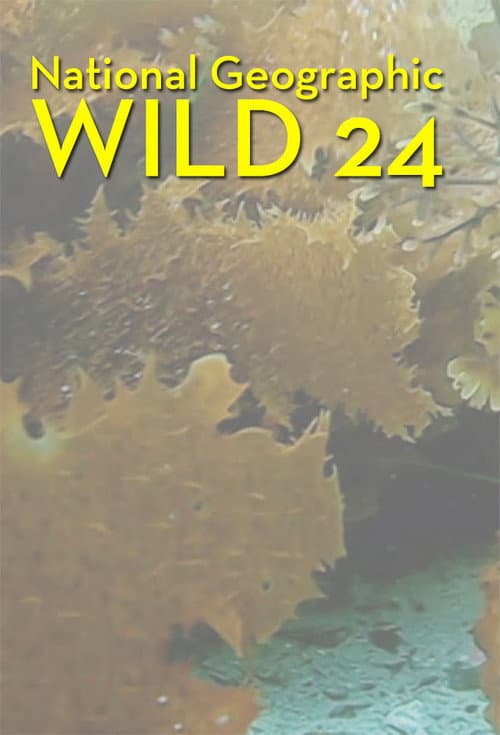 Wild 24 (2015) poster