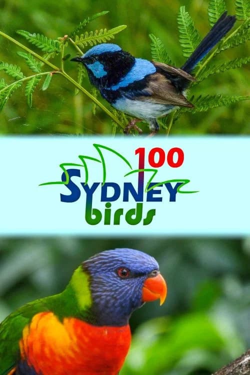 100 Sydney Birds poster