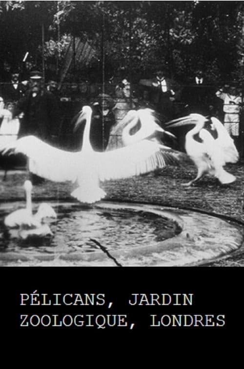 Pelicans, London Zoological Garden poster