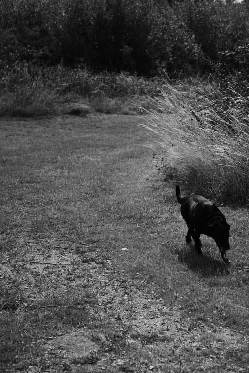Black Dog poster