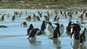 Penguin Shores