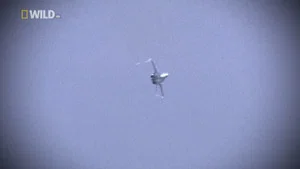 Flying Reindeer