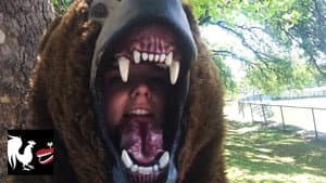 Bear Dance