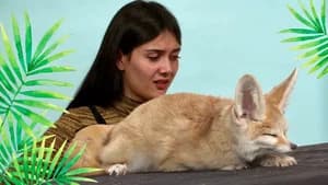 Patti Reviews Exotic Animals: Fennec Fox