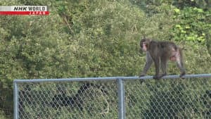 From Foe to Fortune: Living with Nuisance Wildlife