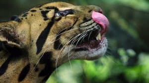 Big Cats