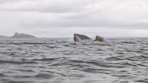 Swallowed by a Whale