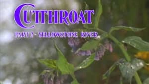 Cutthroat - Yellowstone River