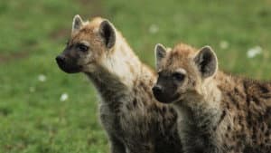 Hyena Gangs