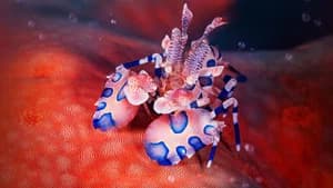Tropical Seas