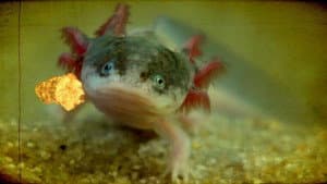 Friendly Spiders & Axolotls