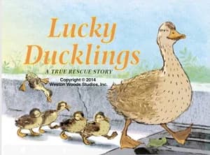 Lucky Ducklings