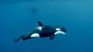 Sperm Whale Defence & Dead Ants