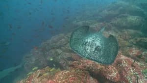 Underwater Mysteries