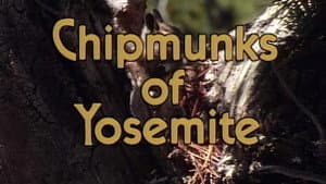Chipmunks Of Yosemite