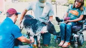 Loretta the Miniature Zebu