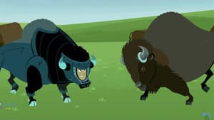 Where the Bison Roam