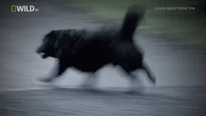 Dog Death Bridge