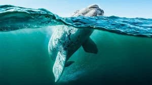 Season Seas
