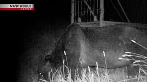 OSO18 - In Pursuit of a Deadly Bear
