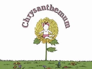 Chrysanthemum