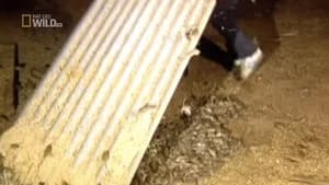 Bird-Eating Catfish