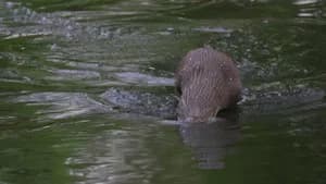 Water Adjacent