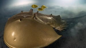 The horseshoe crab and the fascination of the abyss