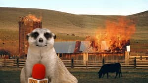 Puking Gull & Cow Boom