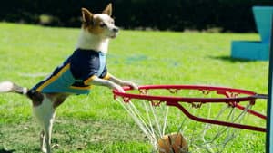 Most Valuable Pup
