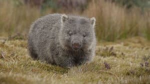 Part 1: In A Wombat's World