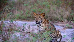 Leopard Battleground