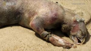 Mutant on the Beach