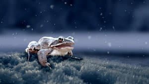 Frozen Frogs & Locust Plague