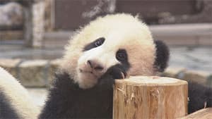 A Mother Panda's Love: The Secret Behind Successful Breeding