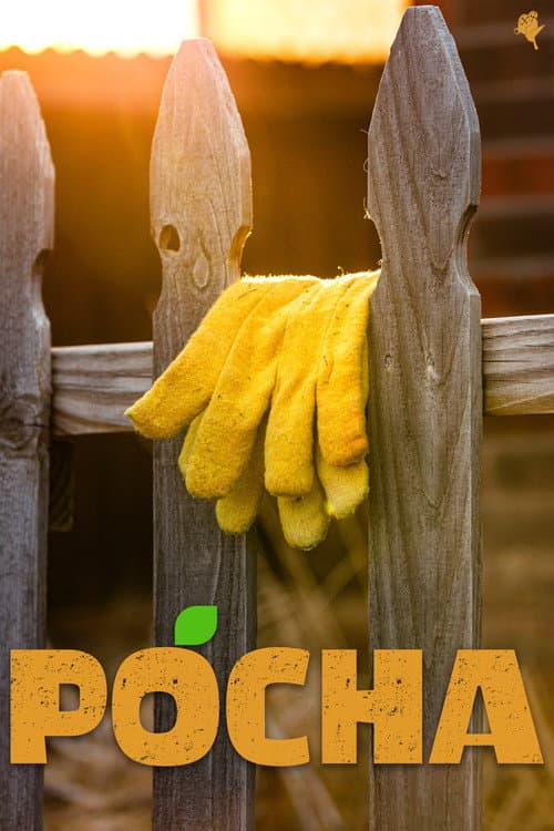 Pocha (2025) poster