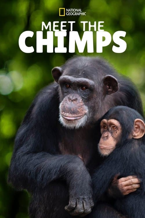 Meet the Chimps (2020) poster